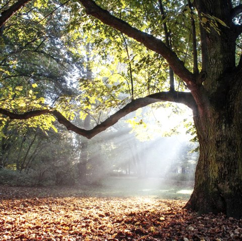 Symbolbild Stamm, © Adobe Stock Symbolbild Stamm, © Adobe Stock