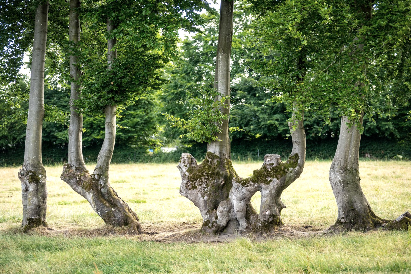 Konzen-Eifelblick Auf der Hohe, © Eifel Tourismus GmbH/Dominik Ketz Konzen-Eifelblick Auf der Hohe, © Eifel Tourismus GmbH/Dominik Ketz