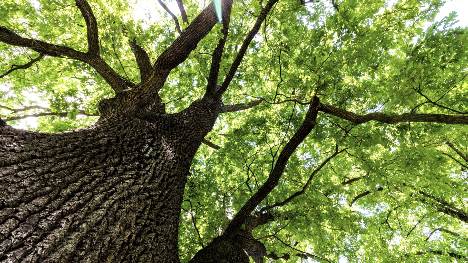 Symbolbild Krone, &copy; Adobe Stock