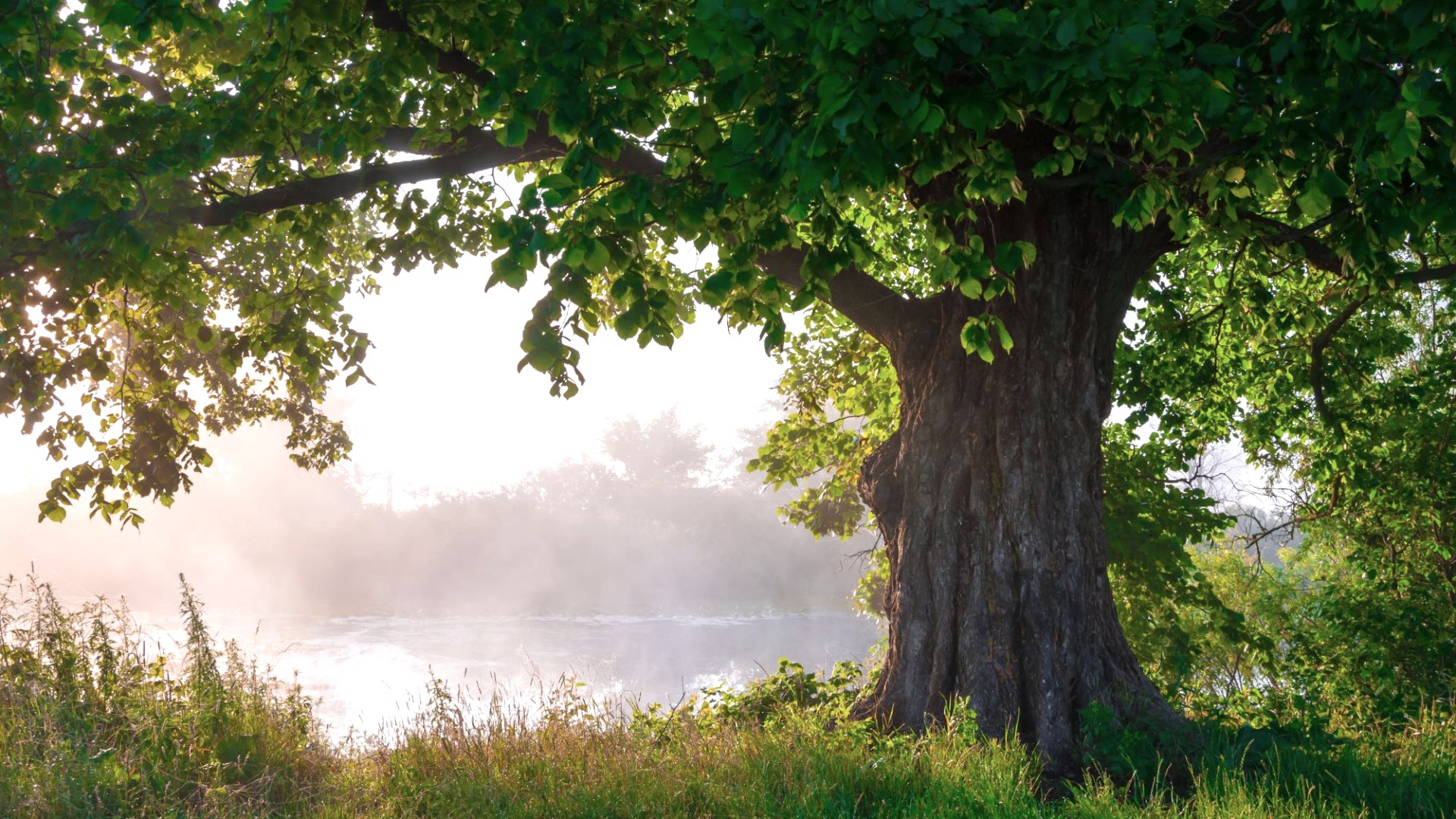 Baum, &copy; Adobe Stock