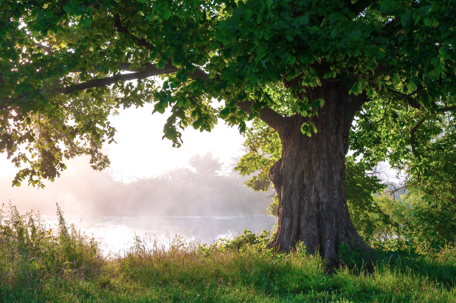 Baum, &copy; Adobe Stock