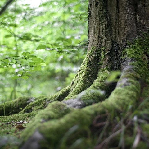 Symbolbild Wurzel, &copy; Adobe Stock