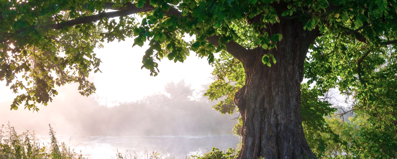 Baum, &copy; Adobe Stock