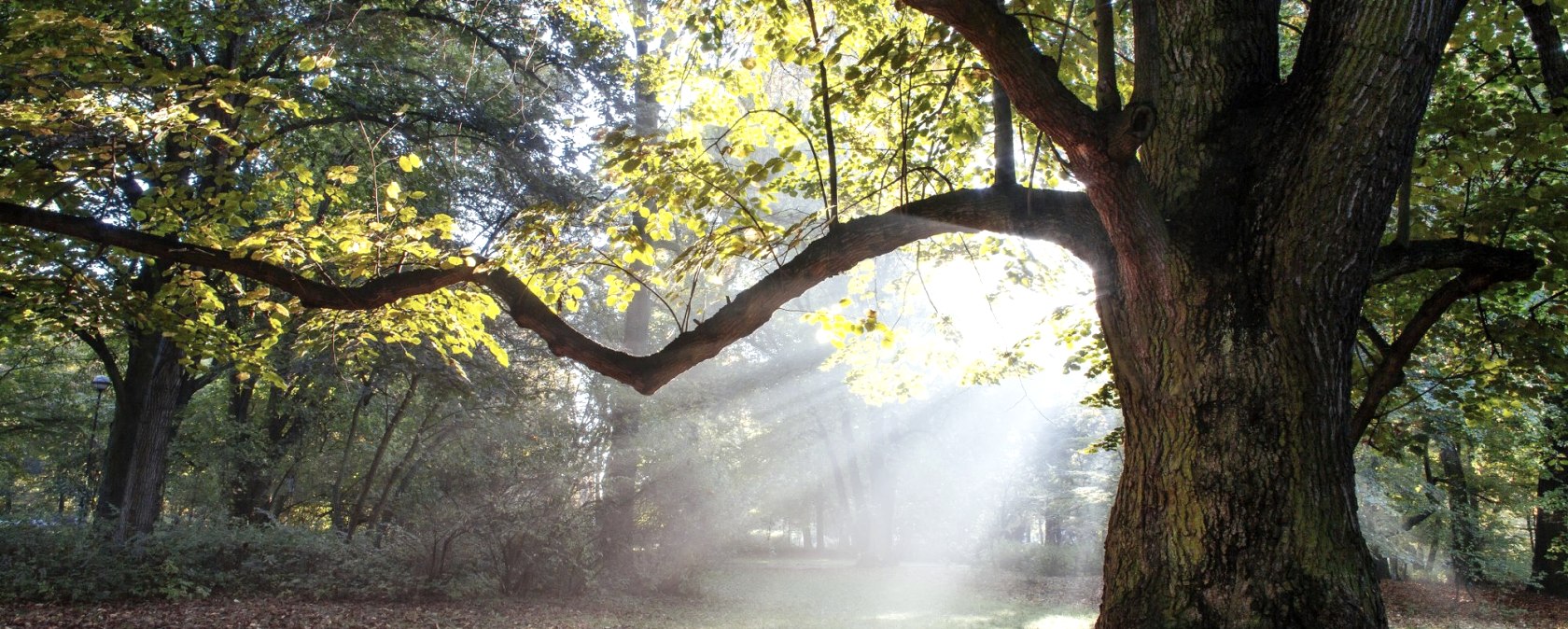 Symbolbild Stamm, &copy; Adobe Stock